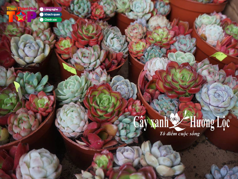 Cay-xanh-huong-loc-huetoplist