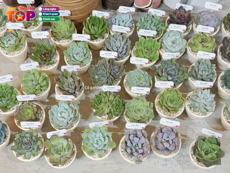 Cua-hang-sen-da-tiem-co-huetoplist