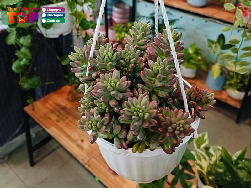 De-te-garden-huetoplist