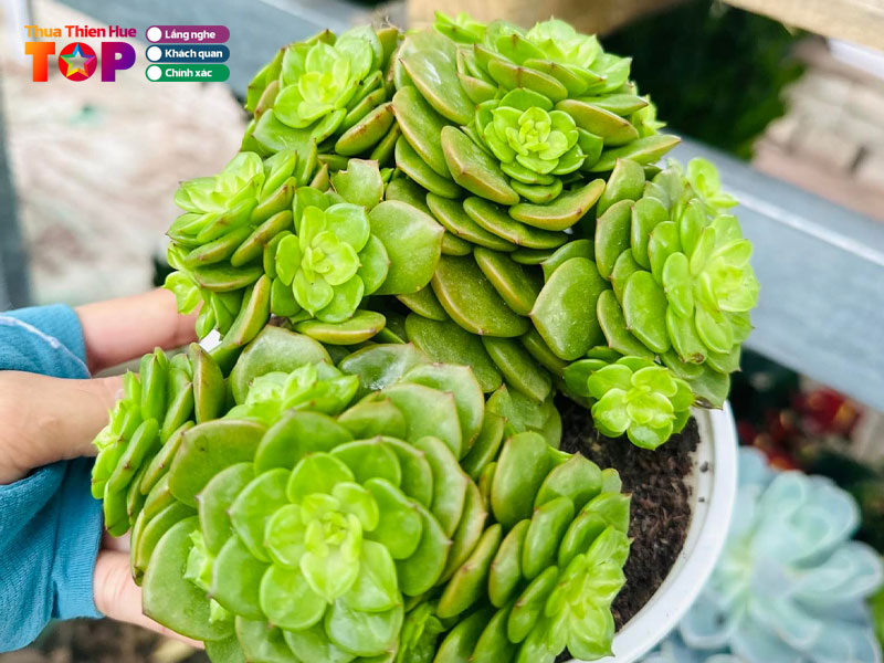 Hoa-sen-viet-hue-huetoplist