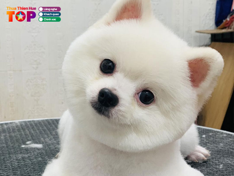 Nam-spa-pet-shop-huetoplist