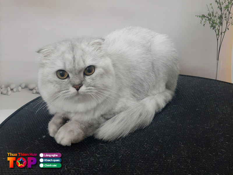 Tom-pet-grooming-huetoplist