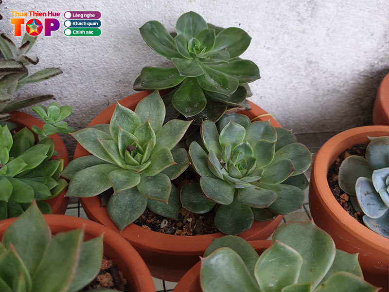 Trung-garden-huetoplist