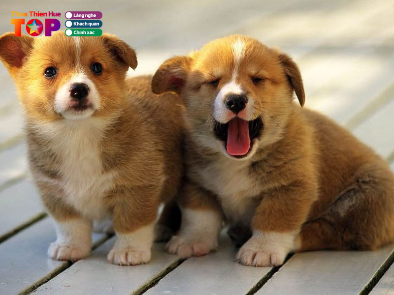 Nhung-dieu-can-chuan-bi-truoc-khi-mua-cho-ve-nuoi-huetoplist