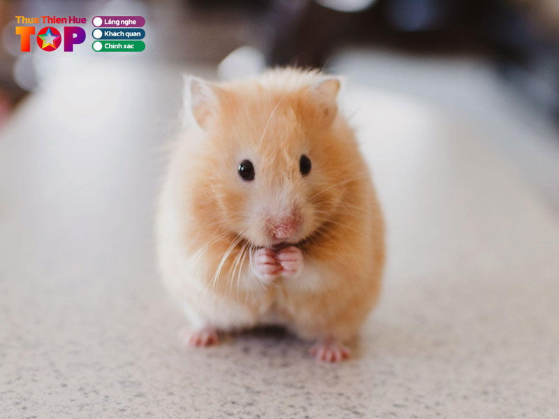 Cau-hoi-thuong-gap-ve-shop-hamster-tai-hue-huetoplist