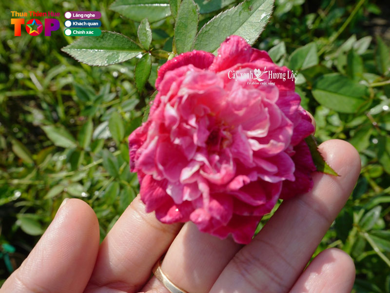 Cong-ty-cay-xanh-huong-loc-huetoplist