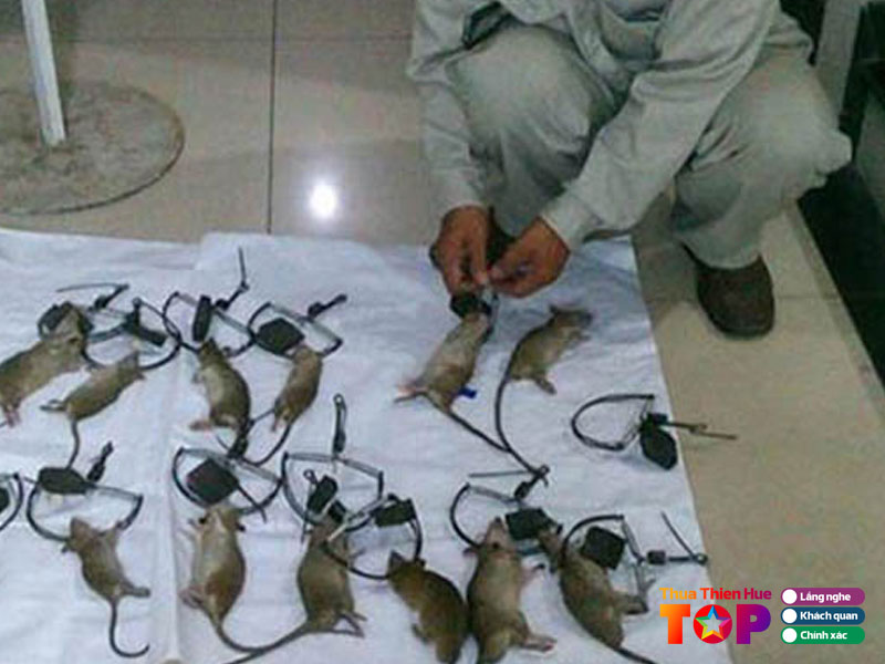 Cong-ty-diet-chuot-thang-long-huetoplist