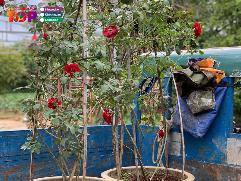 Cong-ty-tam-truc-hoa-vien-huetoplist