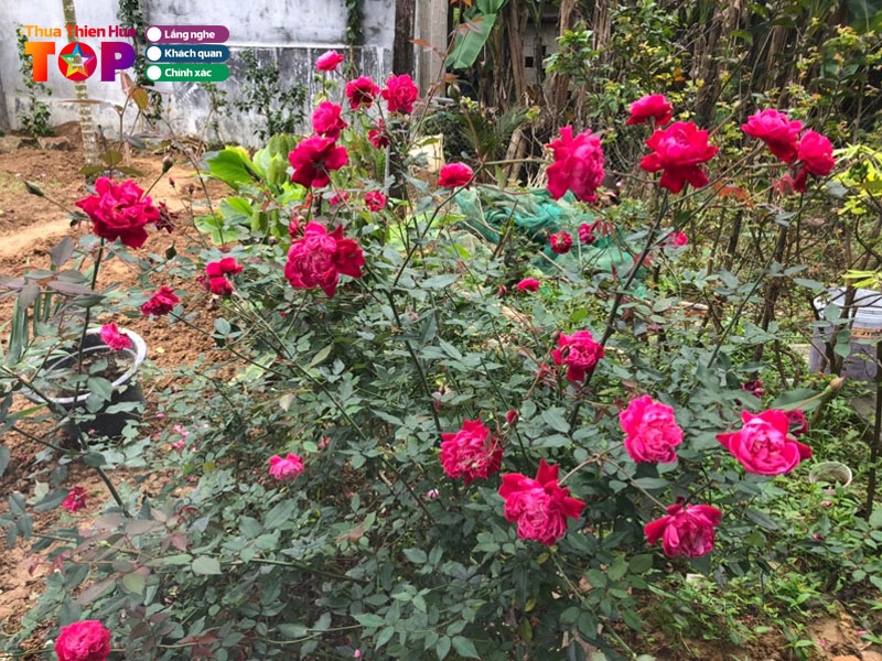 Dac-san-va-du-lich-hue-la-que-huetoplist