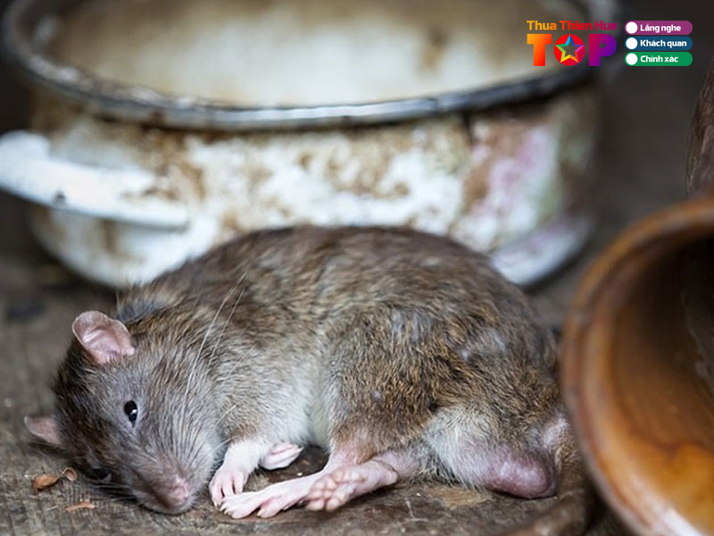 Dai-viet-pestcontrol-huetoplist