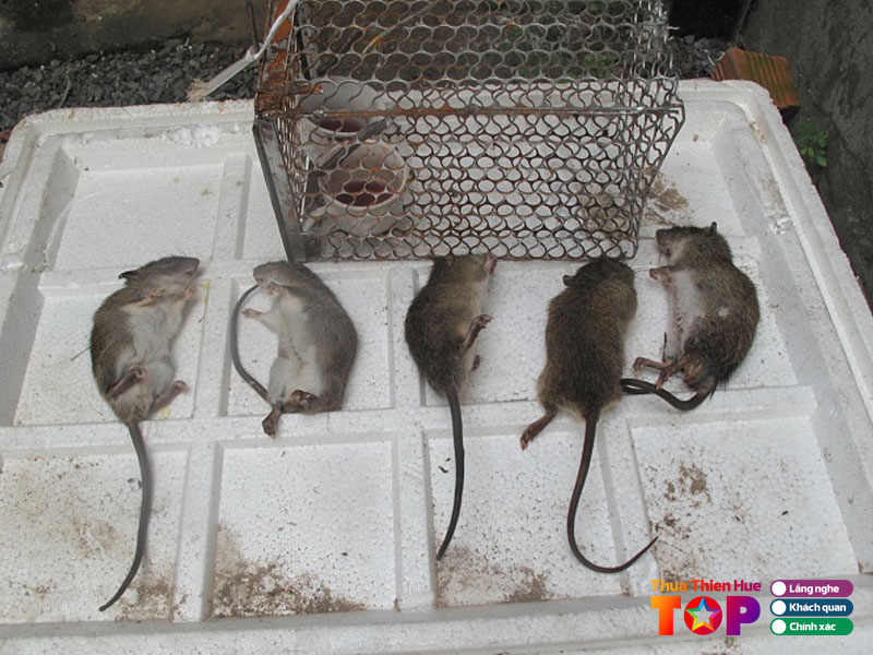 Don-vi-xu-ly-con-trung-nam-viet-huetoplist