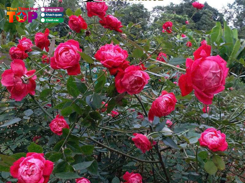 Hoa-sen-viet-hue-huetoplist