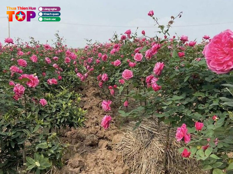 Nha-vuon-tung-ly-huetoplist