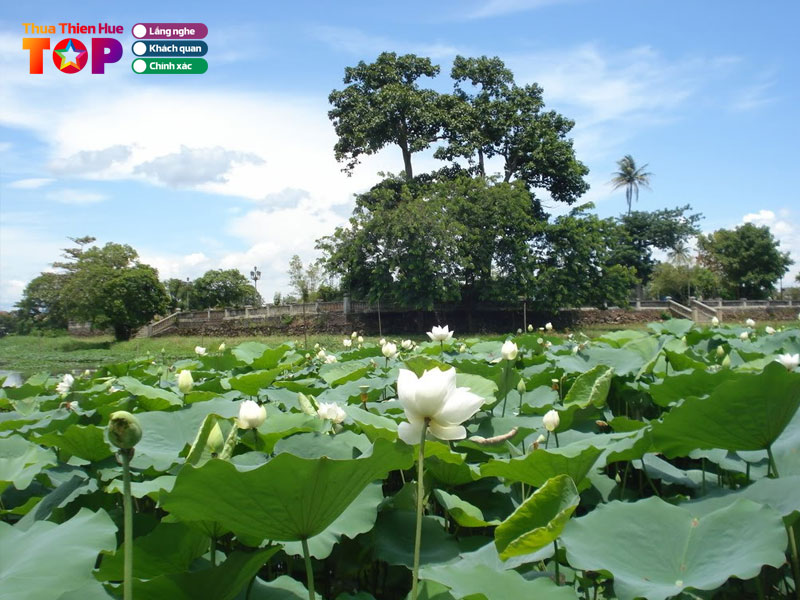 Review-net-doc-dao-cua-ho-tinh-tam-huetoplist