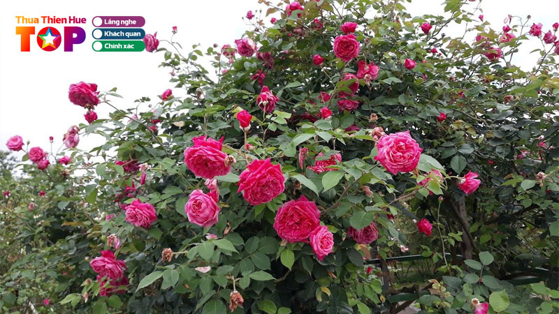 Top-6-dia-chi-mua-cay-hoa-hong-co-hue-sieu-dep-va-uy-tin-huetoplist