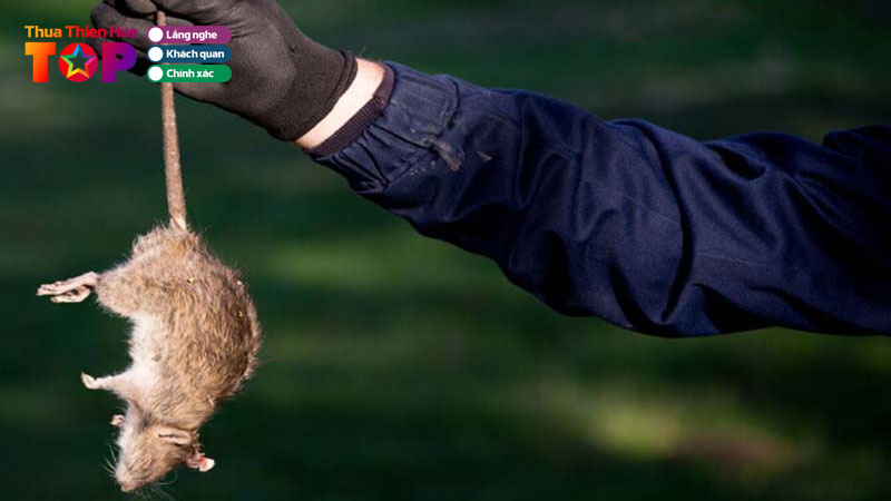 Top-6-dich-vu-diet-chuot-hue-uy-tin-gia-re-nhanh-chong-huetoplist