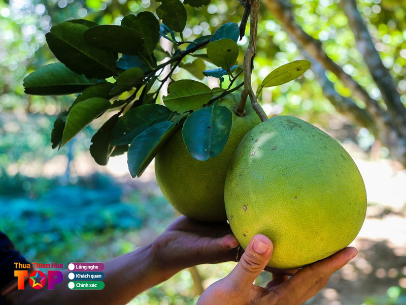 Trai-thanh-tra-huetoplist