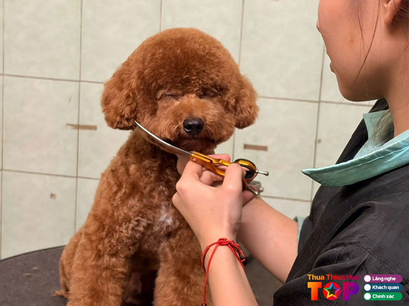 Bk-pet-house-huetoplist