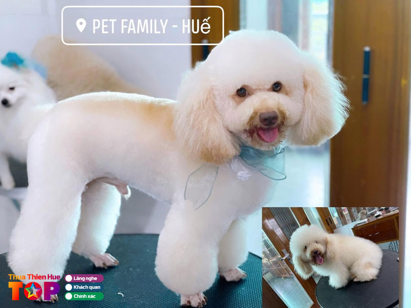 Luu-y-khi-lua-chon-dich-vu-cat-tia-long-thu-cung-o-hue-huetoplist
