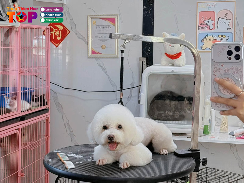 Mini-pet-house-huetoplist