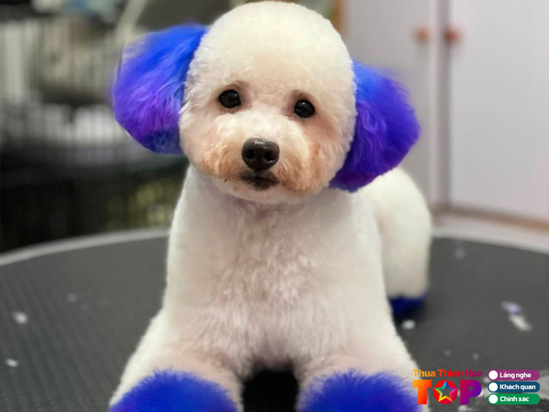 Nam-spa-pet-mart-huetoplist