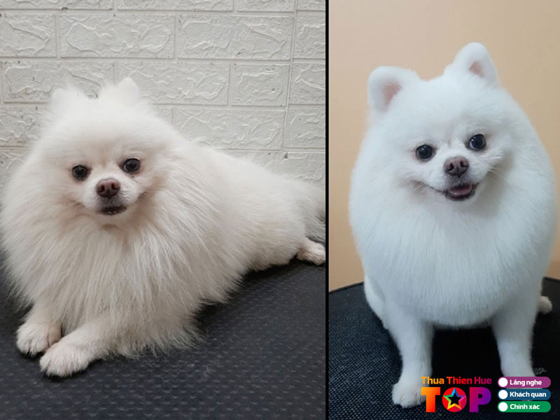 Tom-pet-grooming-huetoplist