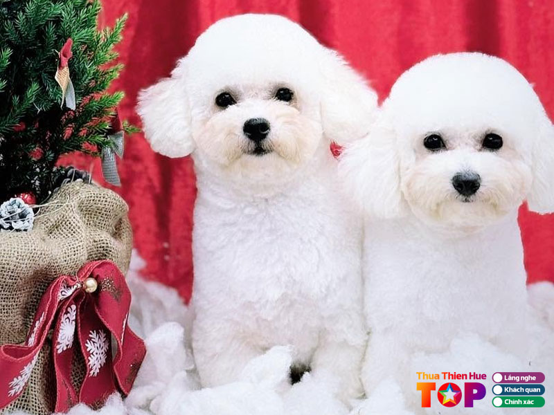 Zoom-pet-spa-huetoplist